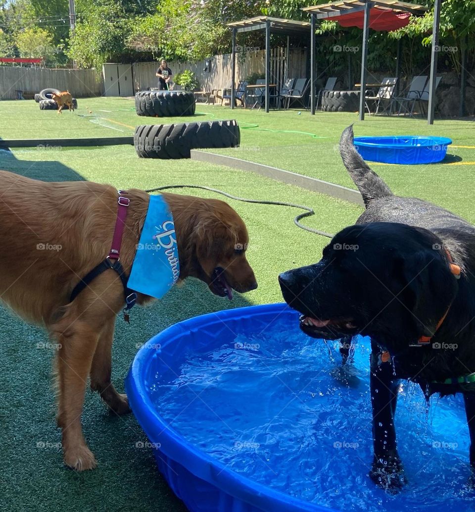 Cooling off in the pool