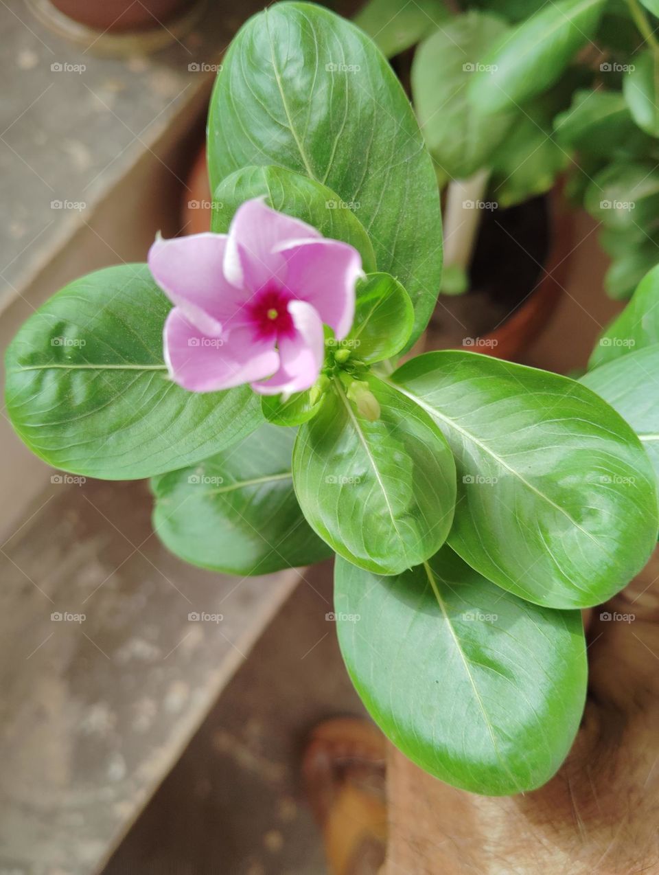 periwinkle pink flower seasonal fresh shurb looks very beautiful generally found everywhere
