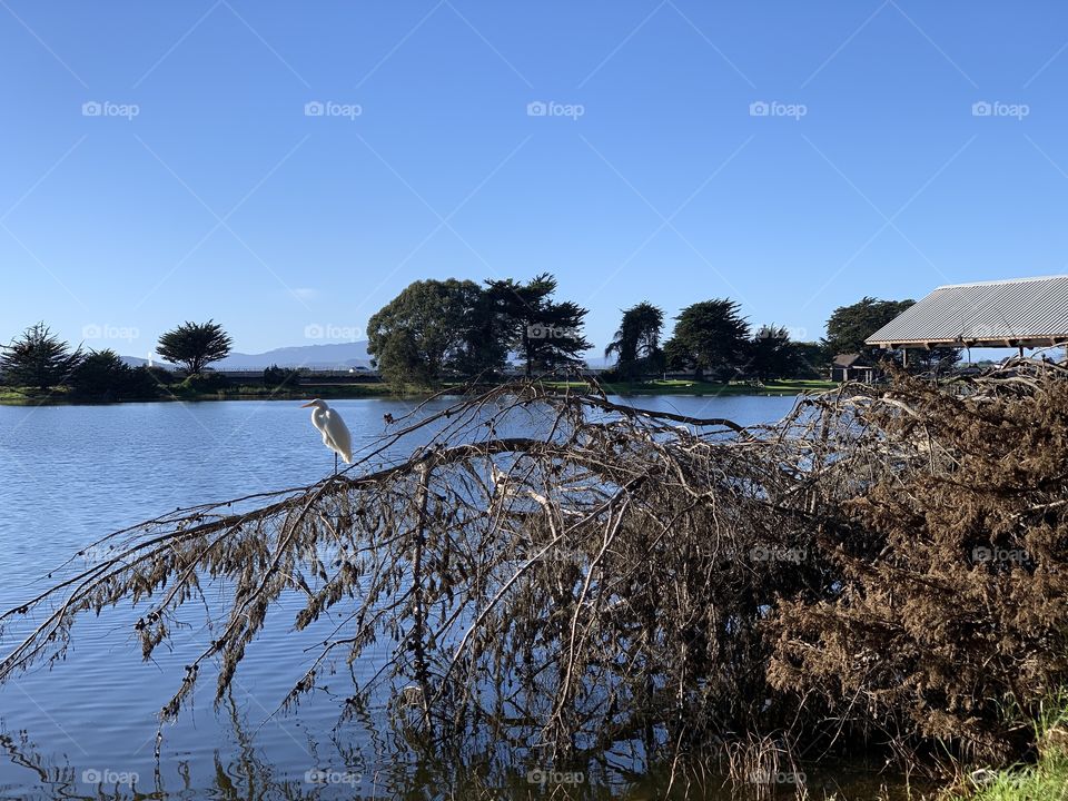 Bird in Tree on Lake