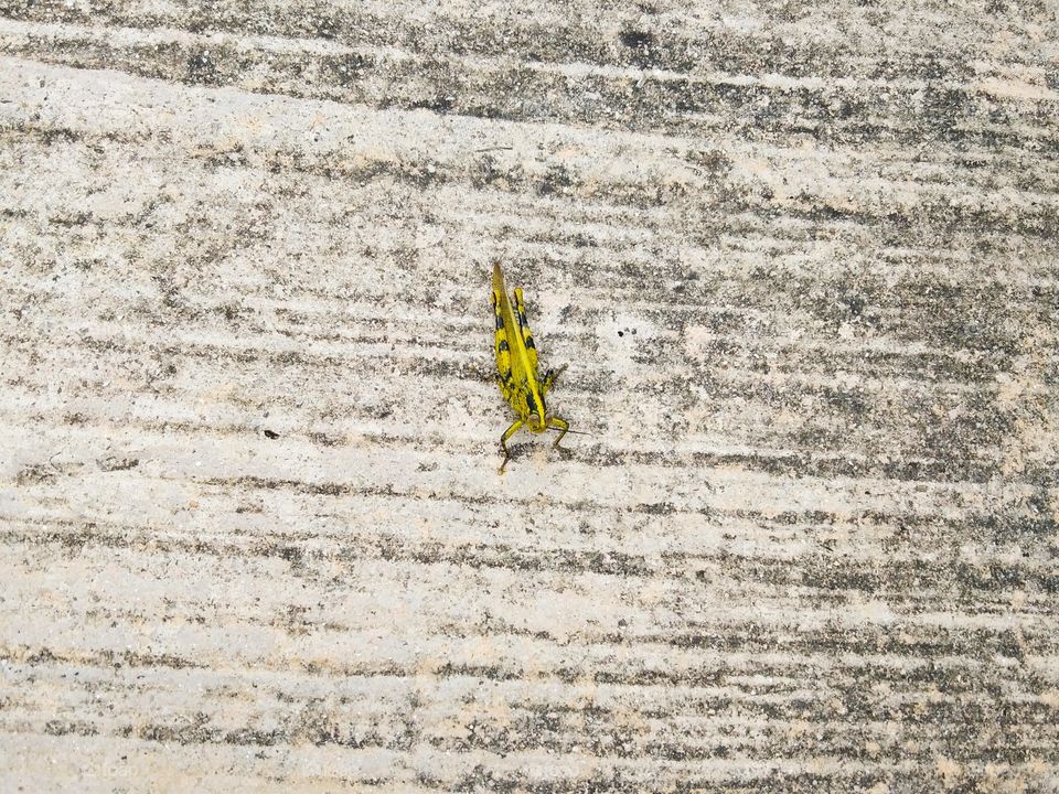 A grasshopper jumped on the pavement of the park.