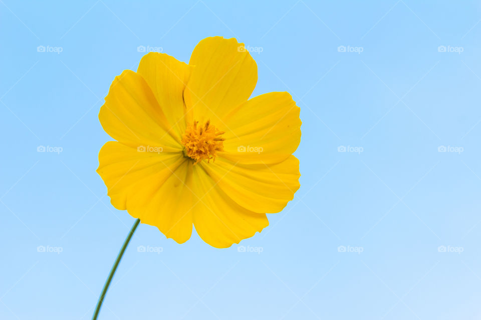 flower. yellow flower and blue sky