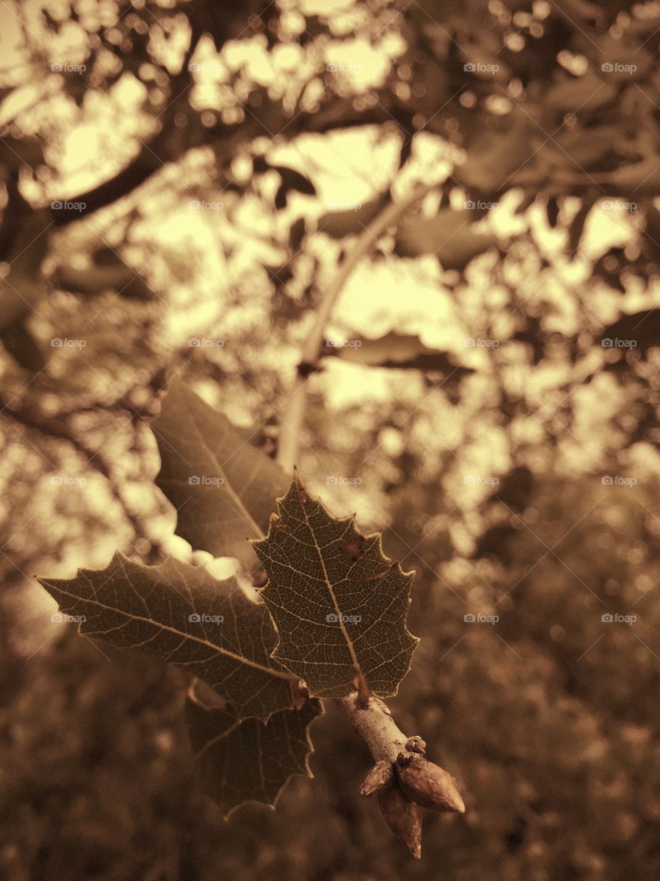 Oak tree leaf