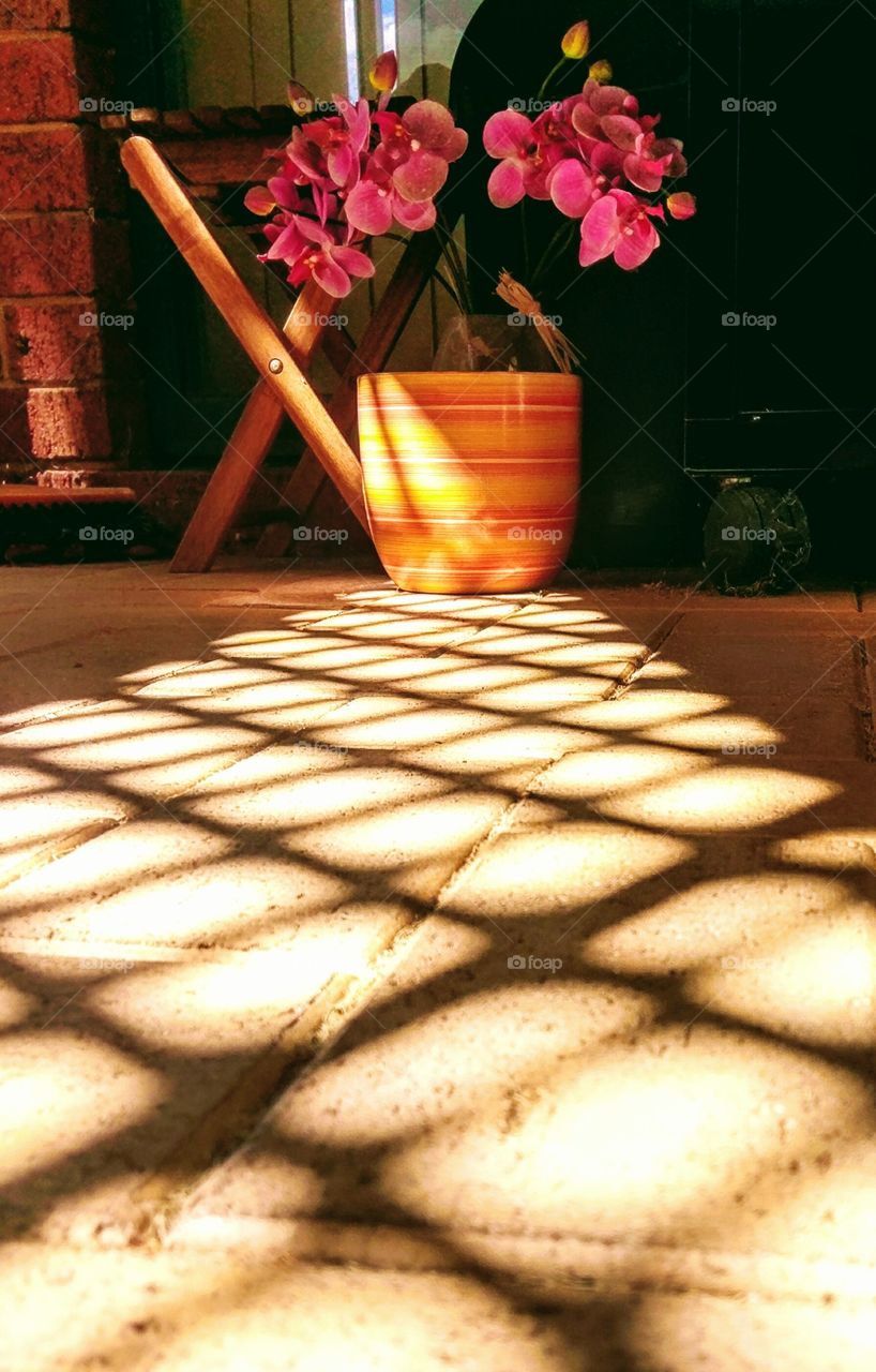 Orchid flowers growing in pot