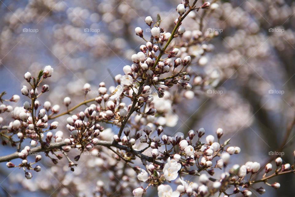 Cherry blossoms, white and pink cherries against the blue sky in the garden in spring.