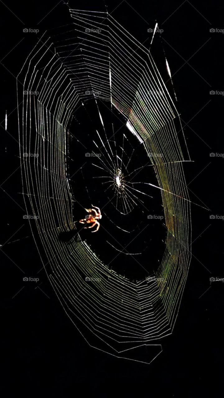 Spinning a web