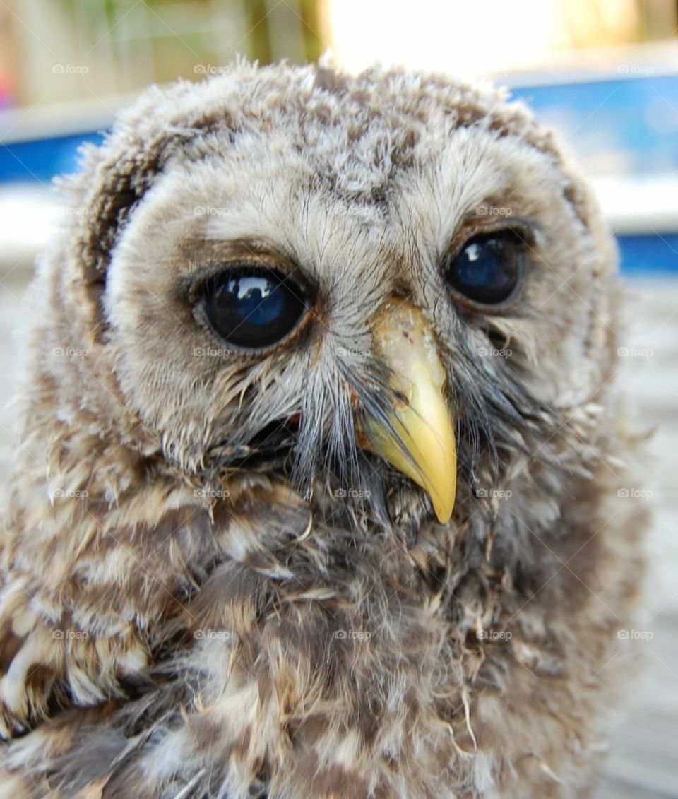 Baby owl 