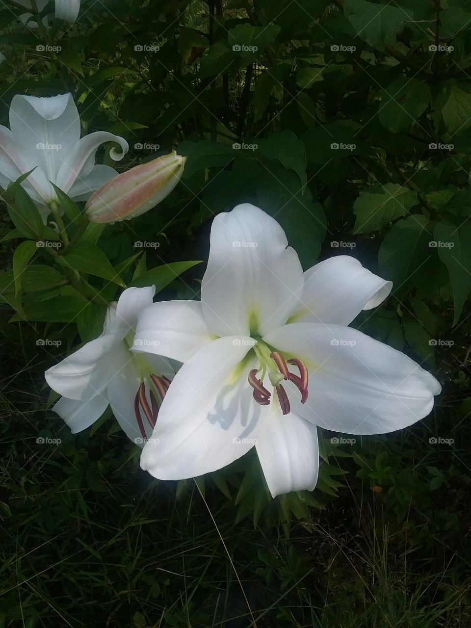 lily, white