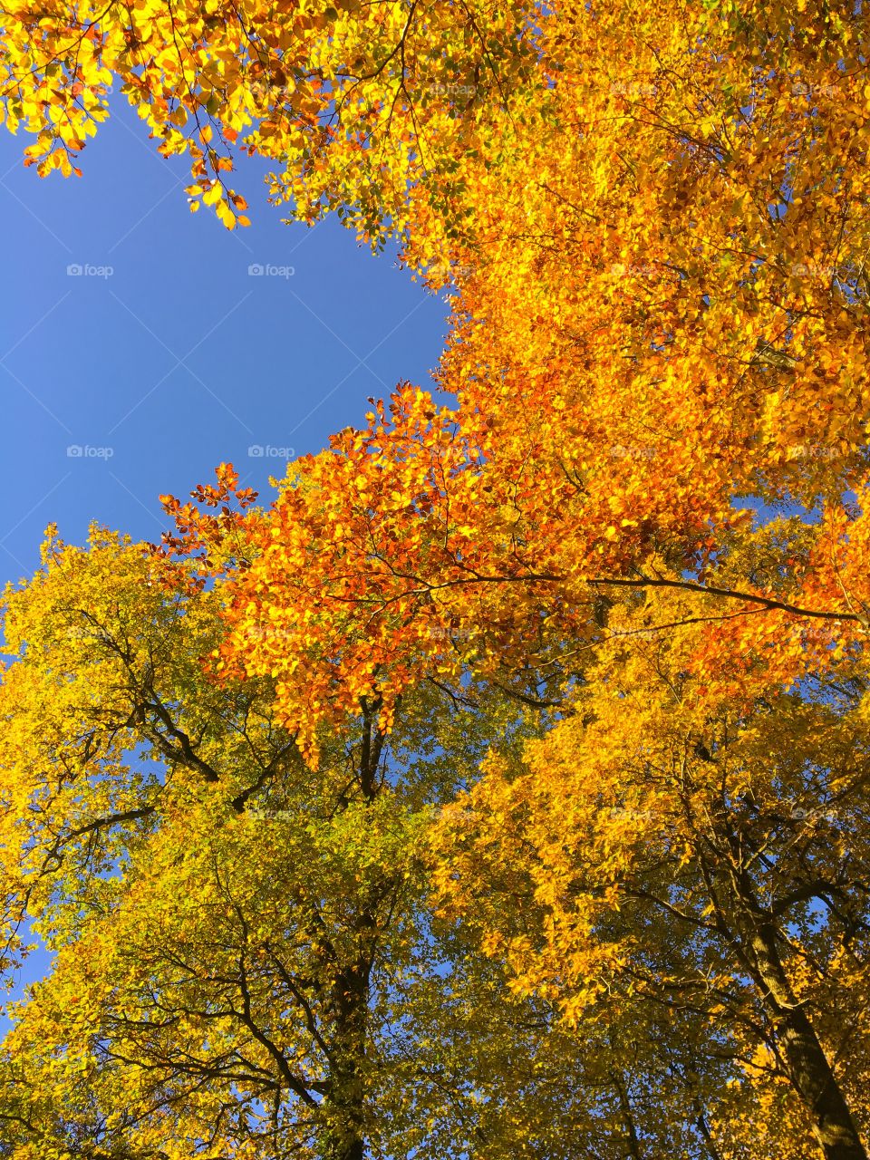 Golden Autumn Foliage 