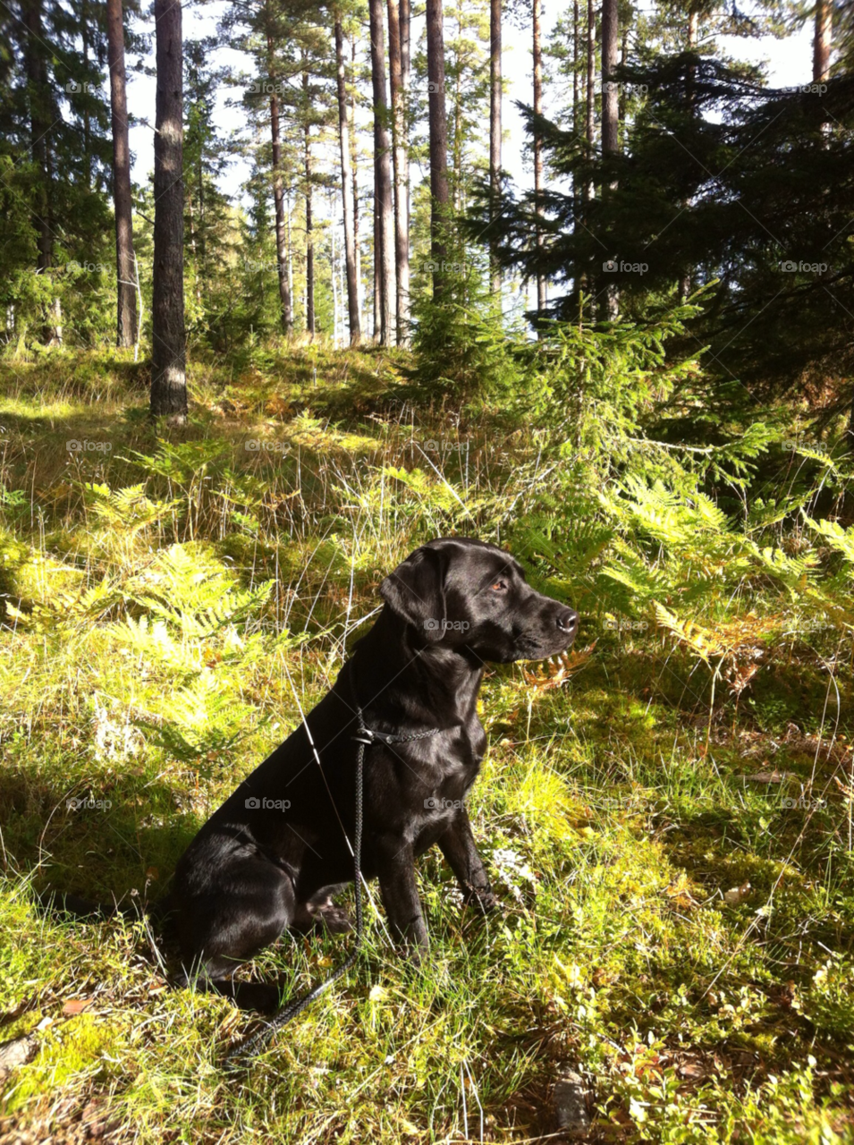 sweden black sunny dog by mangehunter