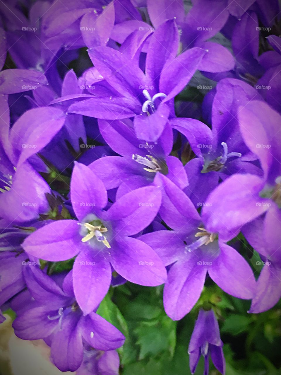 Petaltastic Purple 