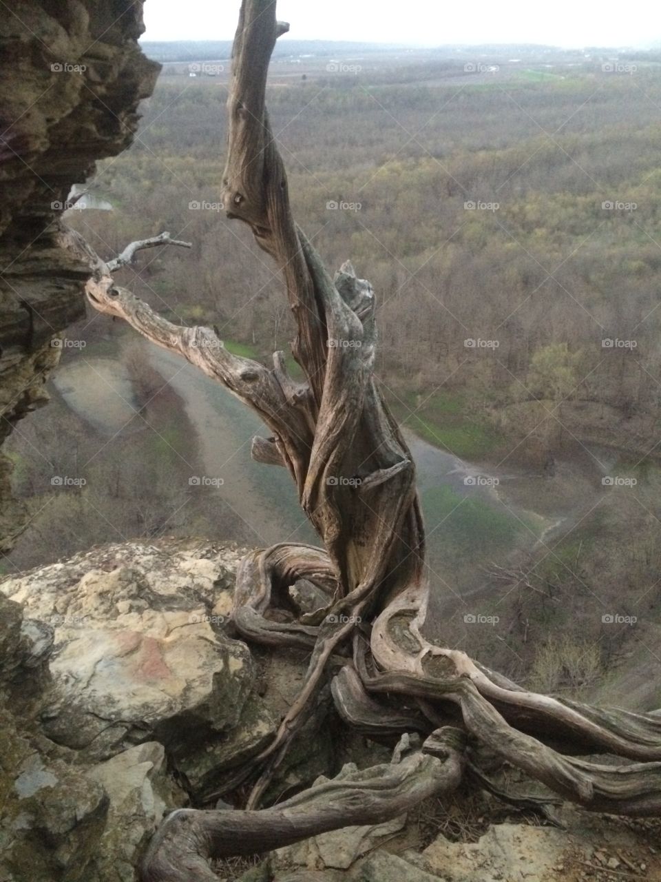 Cliff tree. 