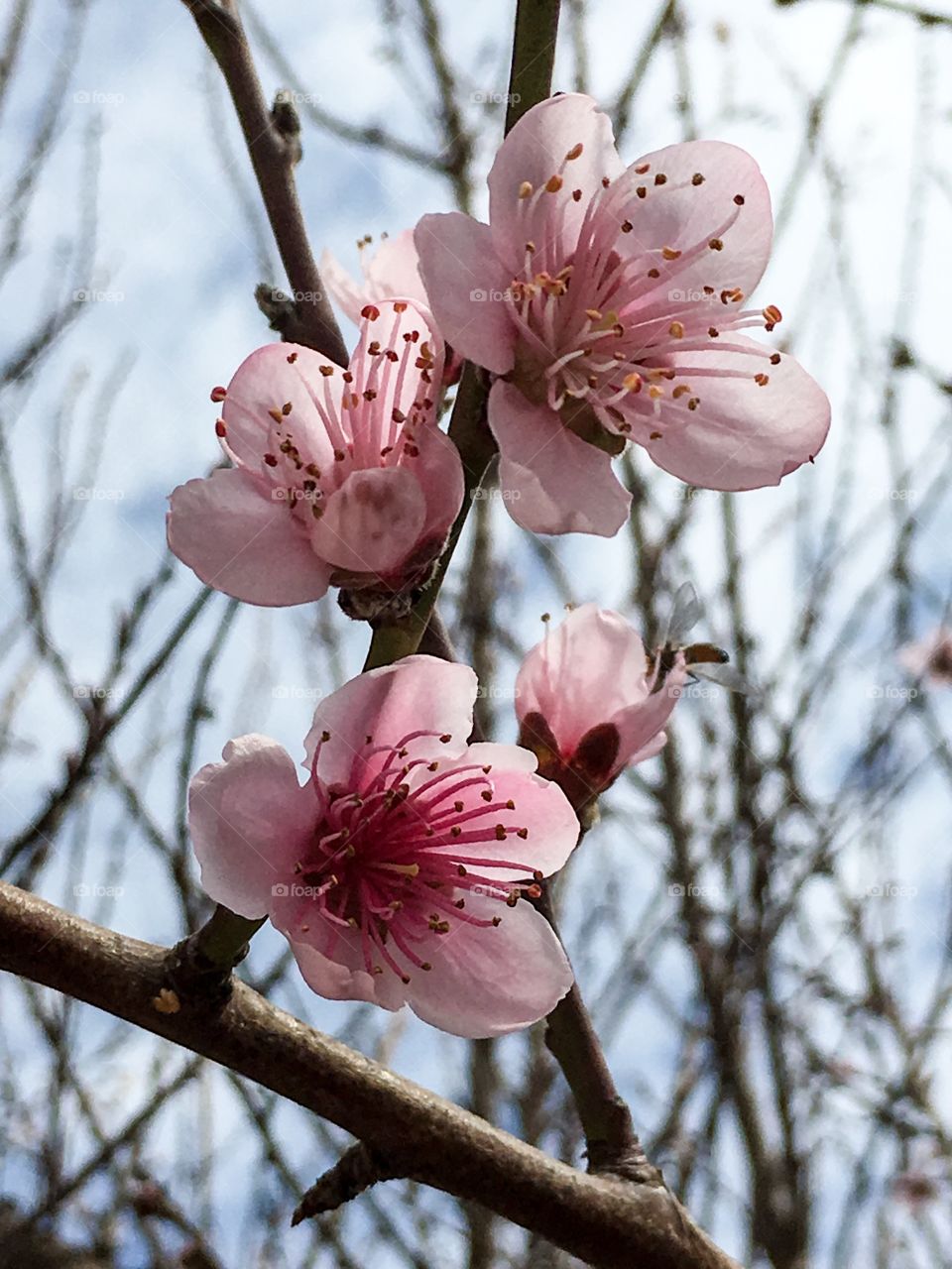 Nectarine fruit tree blossoms
