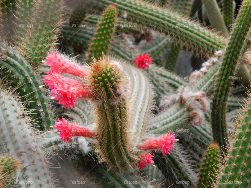 cactus flowers 2