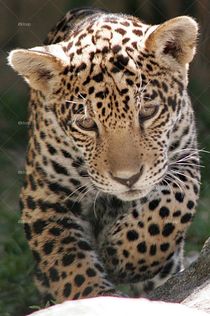 Baby Jaguar