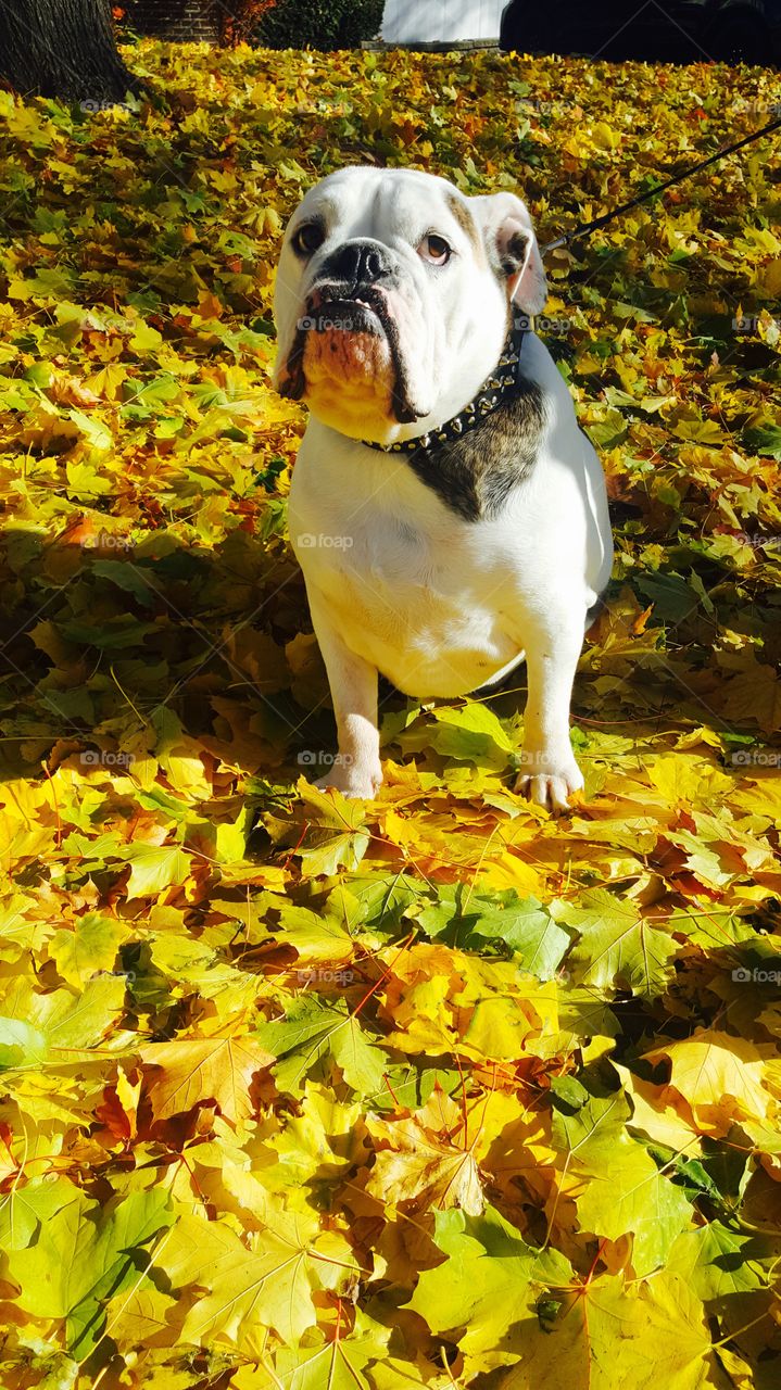 I love this picture because it shows the laziness of my dog under the sun . He didn't want to move , he seemed so comfortable , so decided to wait a few minutes with him