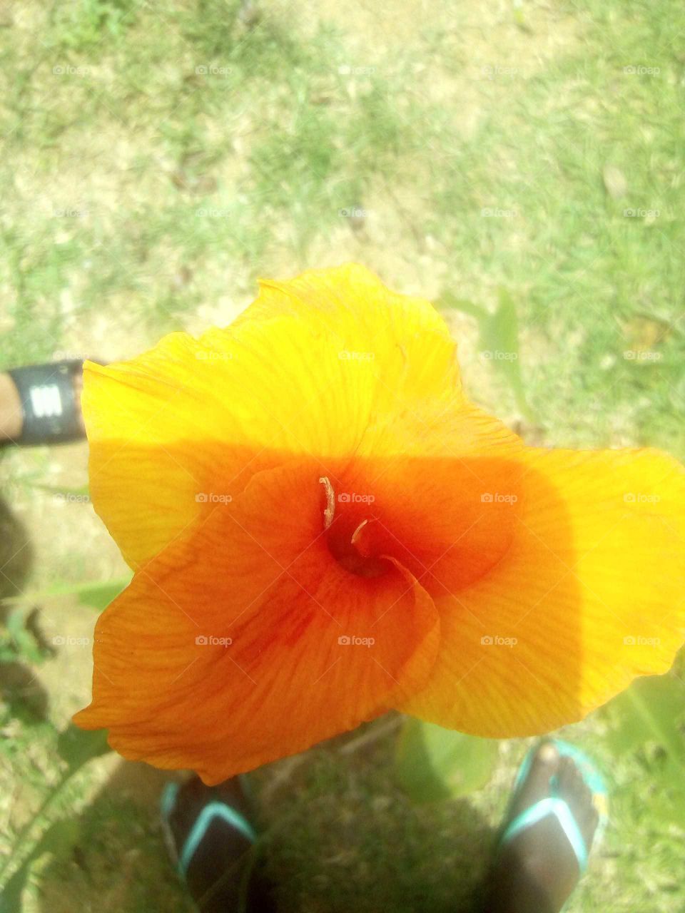 I have never seen a flower so beautiful like this one when I see this flower I couldn't take my eyes of it.