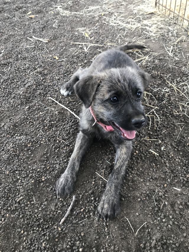 Dog 
