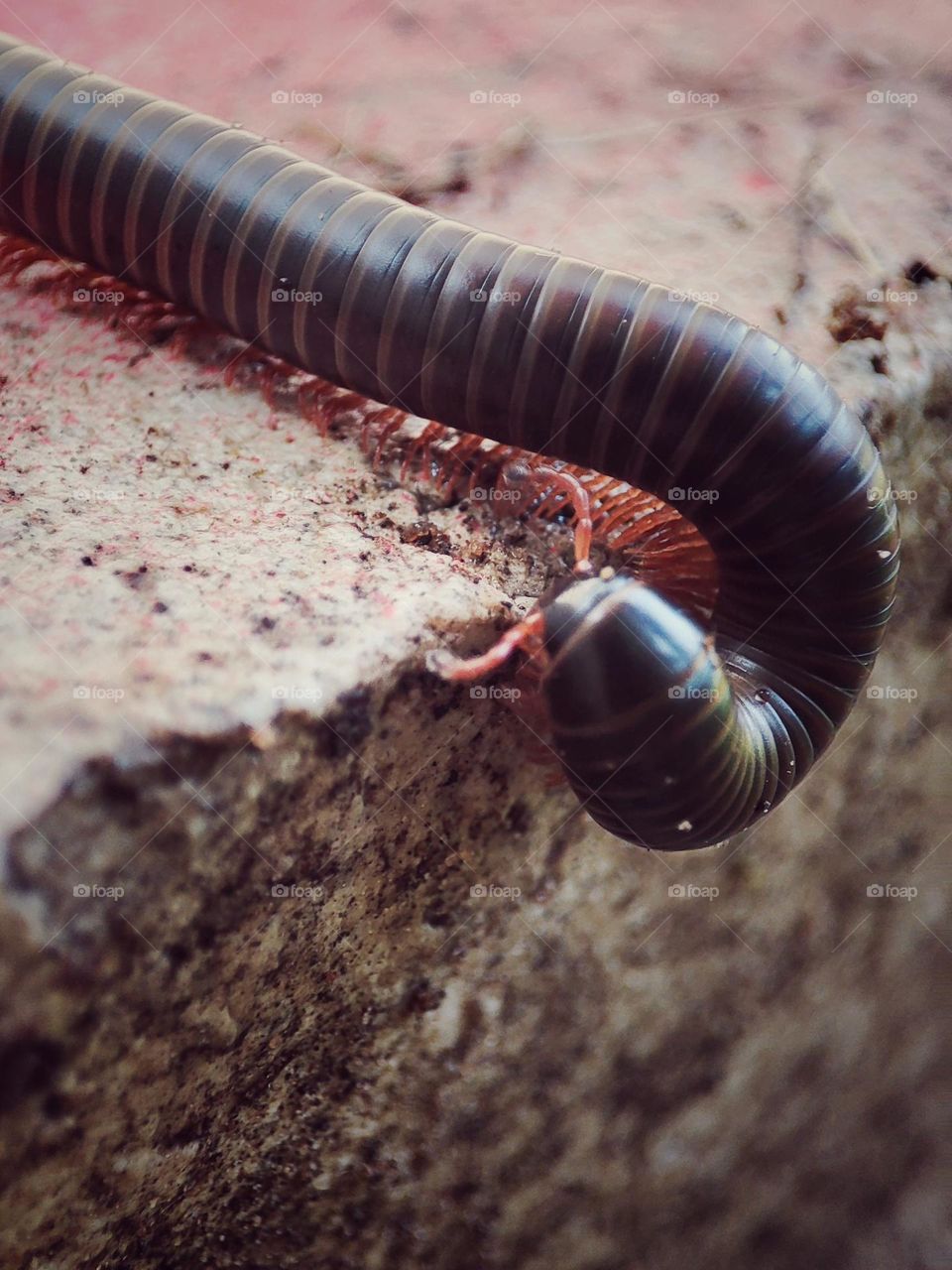 Giant African Millipede