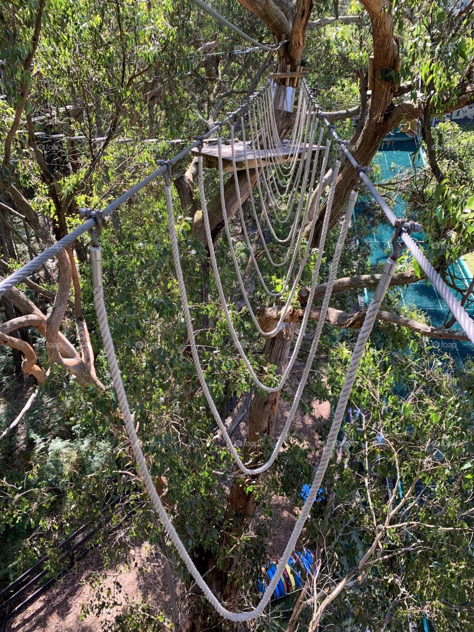 Tree surfing 