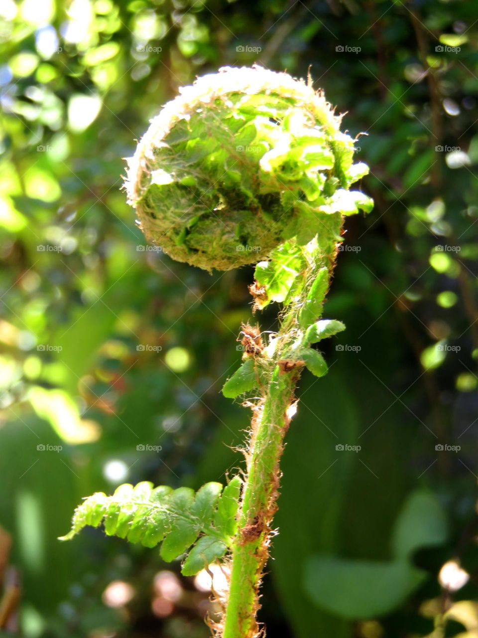 baby fern