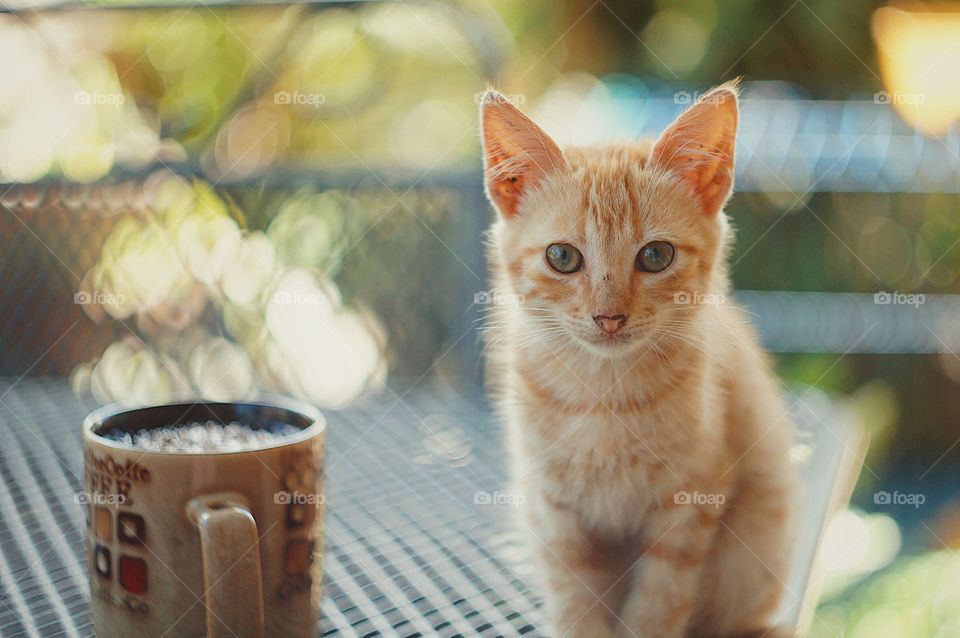 A tiny, ginger kitten enjoying the warmth of the morning breeze.