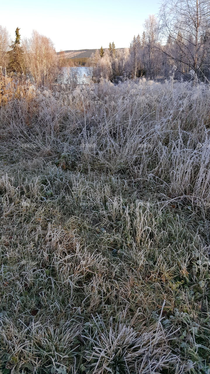 frozen grass