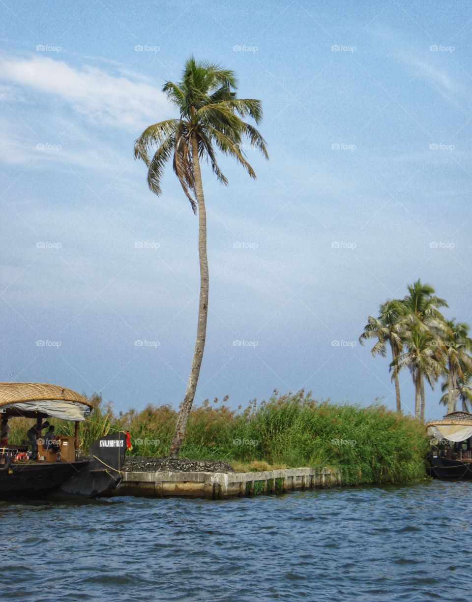 Palm trees and houseboat in the backwaters of Kerala 