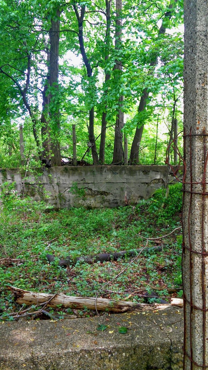 Wood, Nature, Leaf, Landscape, Tree