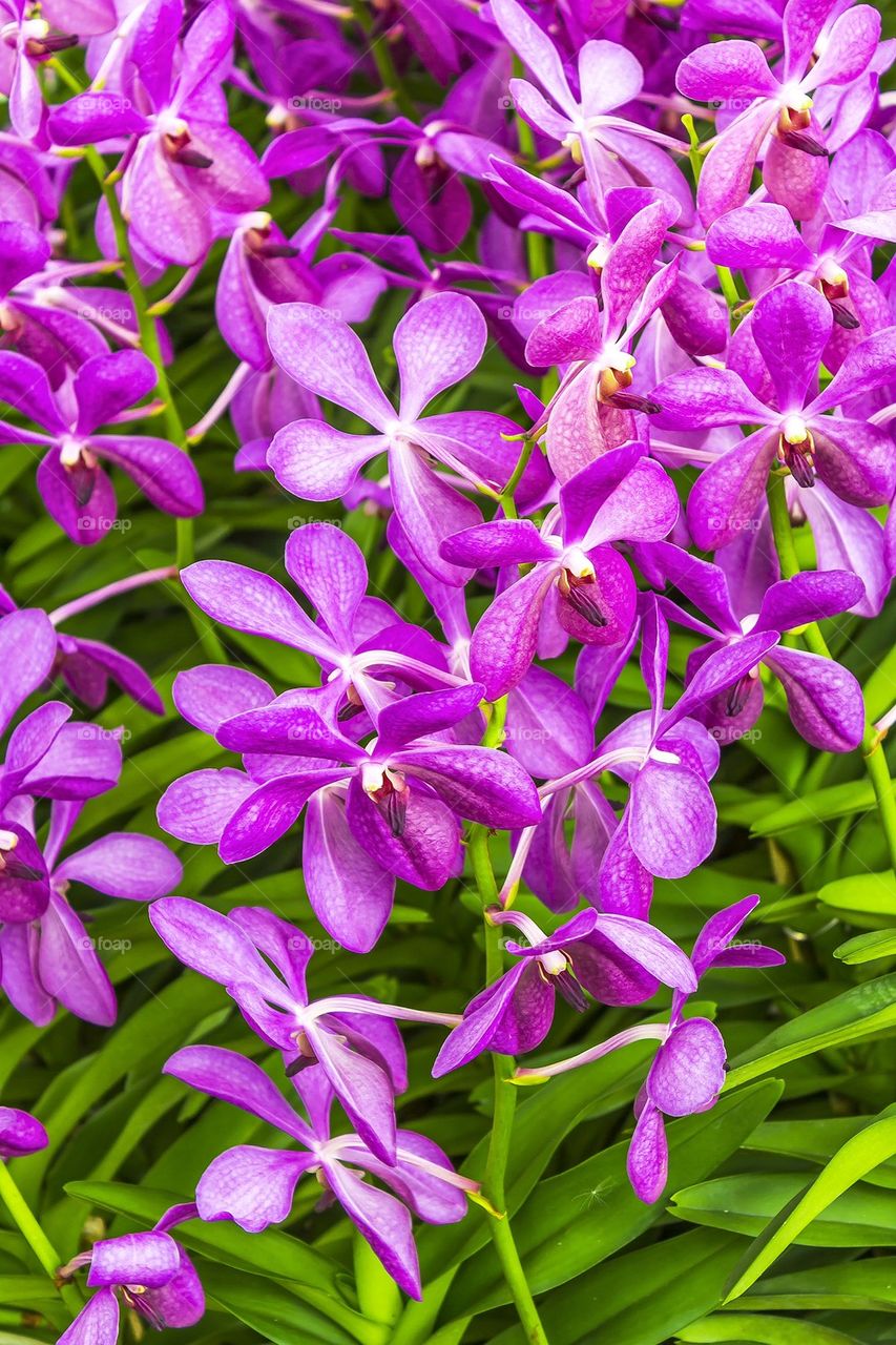 Beautiful pink orchid flowers