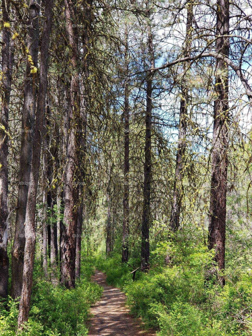 A dirt path leads through the lush green forest floor and towering pine trees in the Deschutes National Forest in Central Oregon on a sunny summer day.