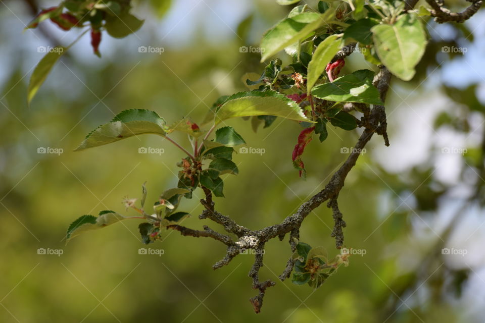 portrait of flowers