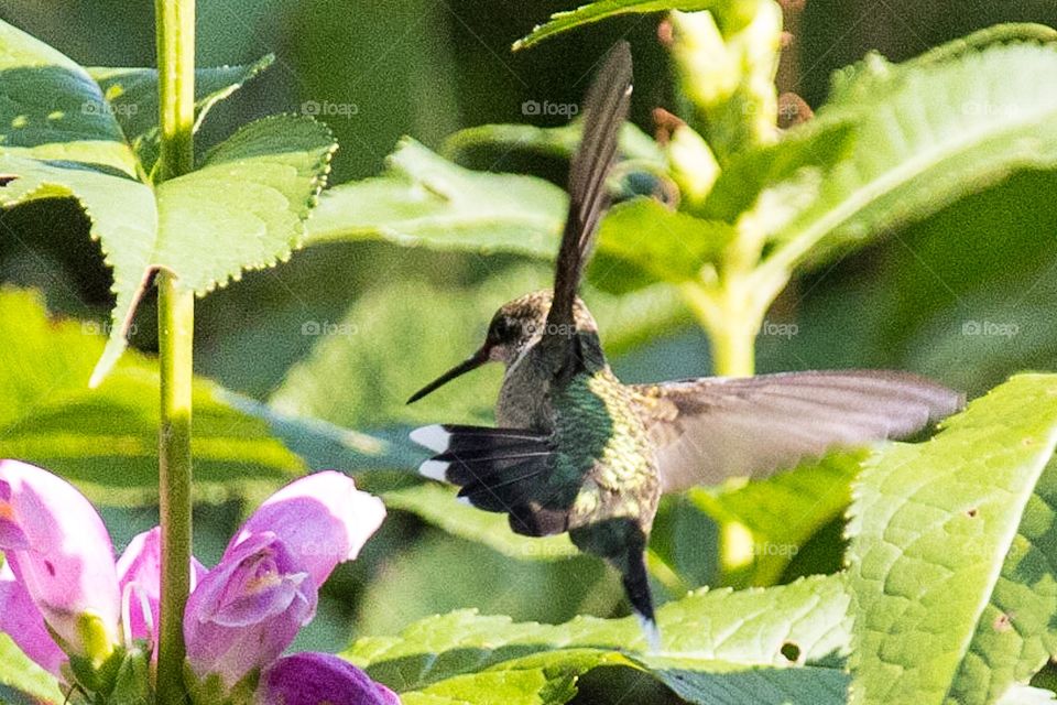 Hummingbird 