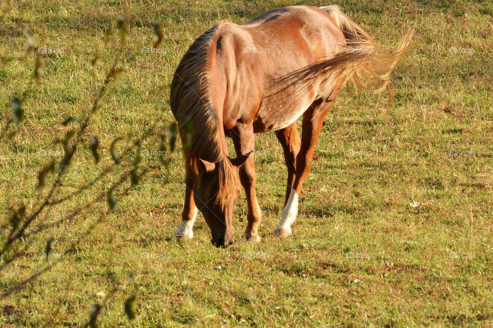 Egyptian Arabian Grazing