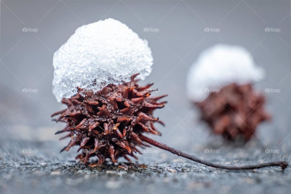 Sweetgum balls wearing little hats of snow. 