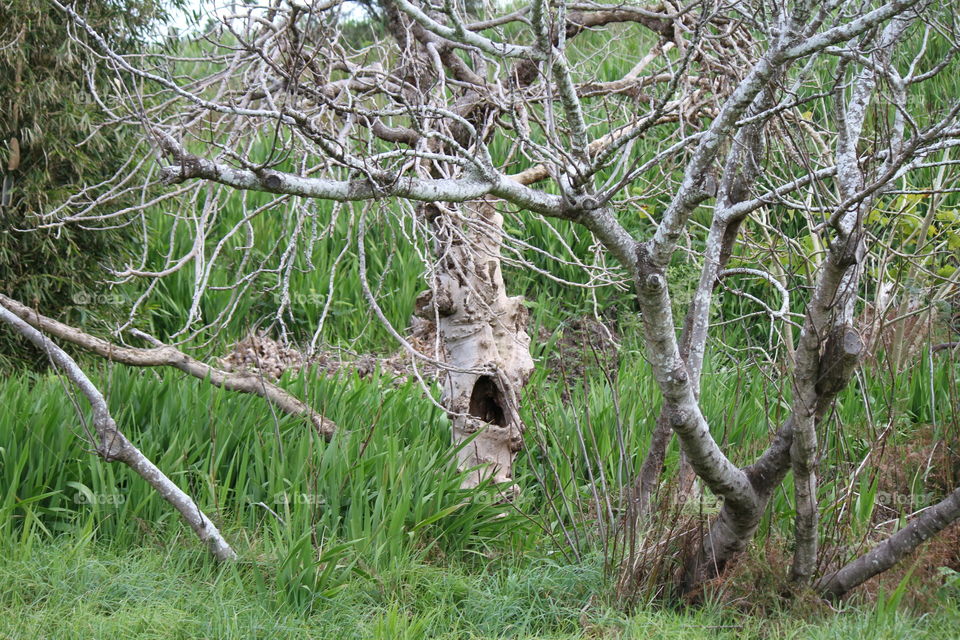 Wailing Tree