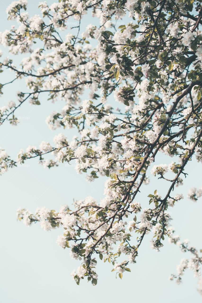 Close up of branches with white cherry blossoms in orchard in spring. Spring flowers. Spring background