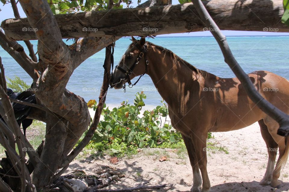 Horses Grand Cayman
