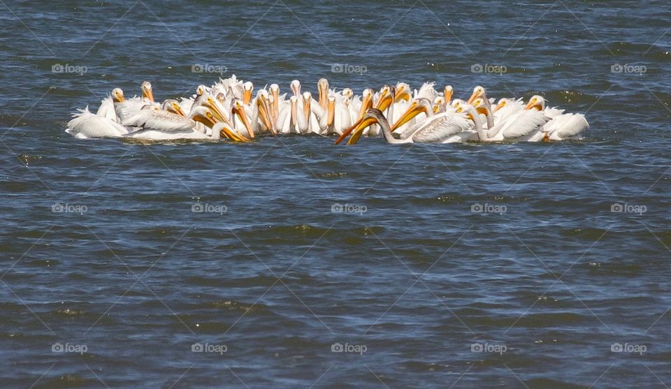 American white pelicans