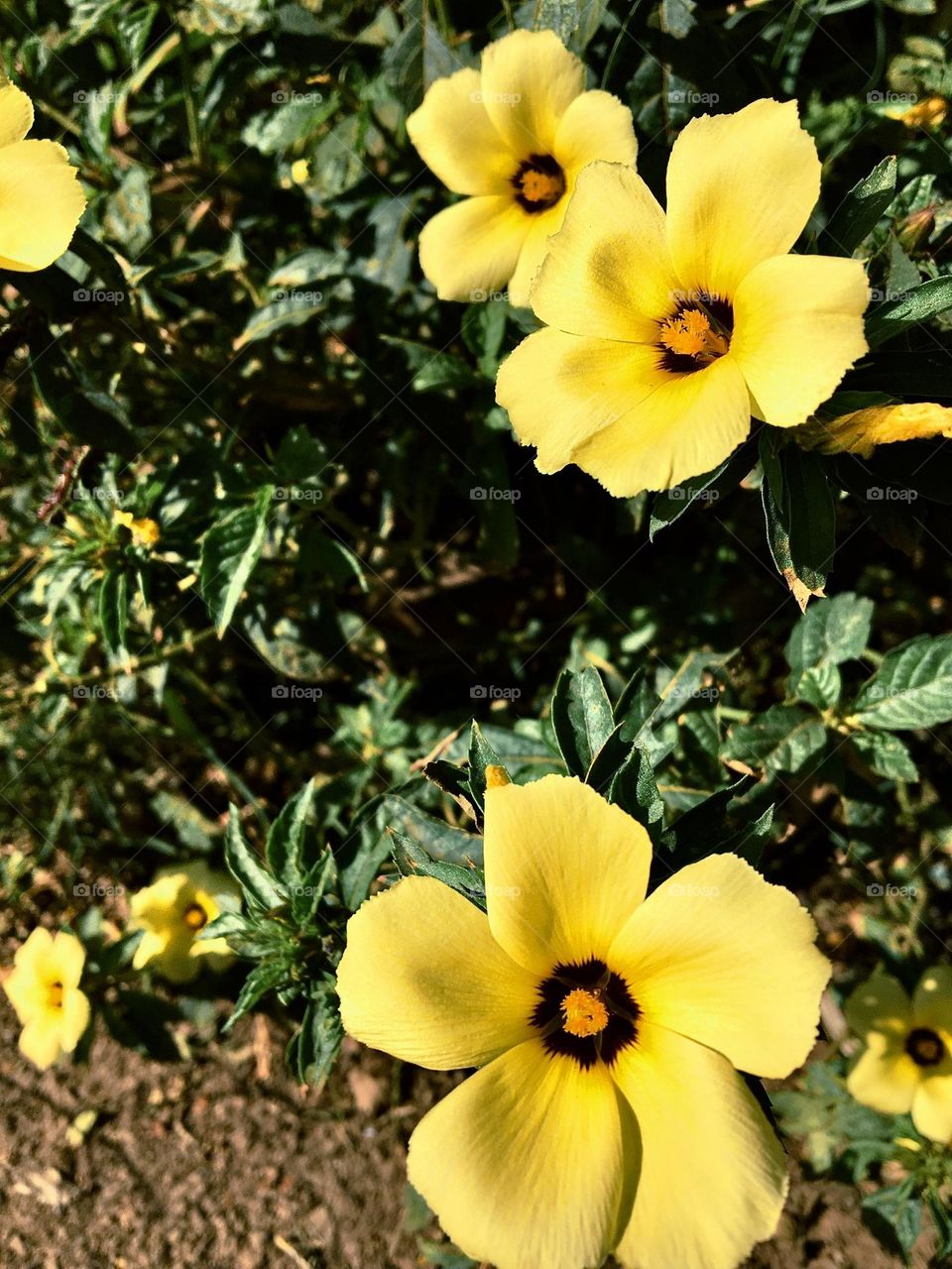 flores amarelas que abrem ao amanhecer 