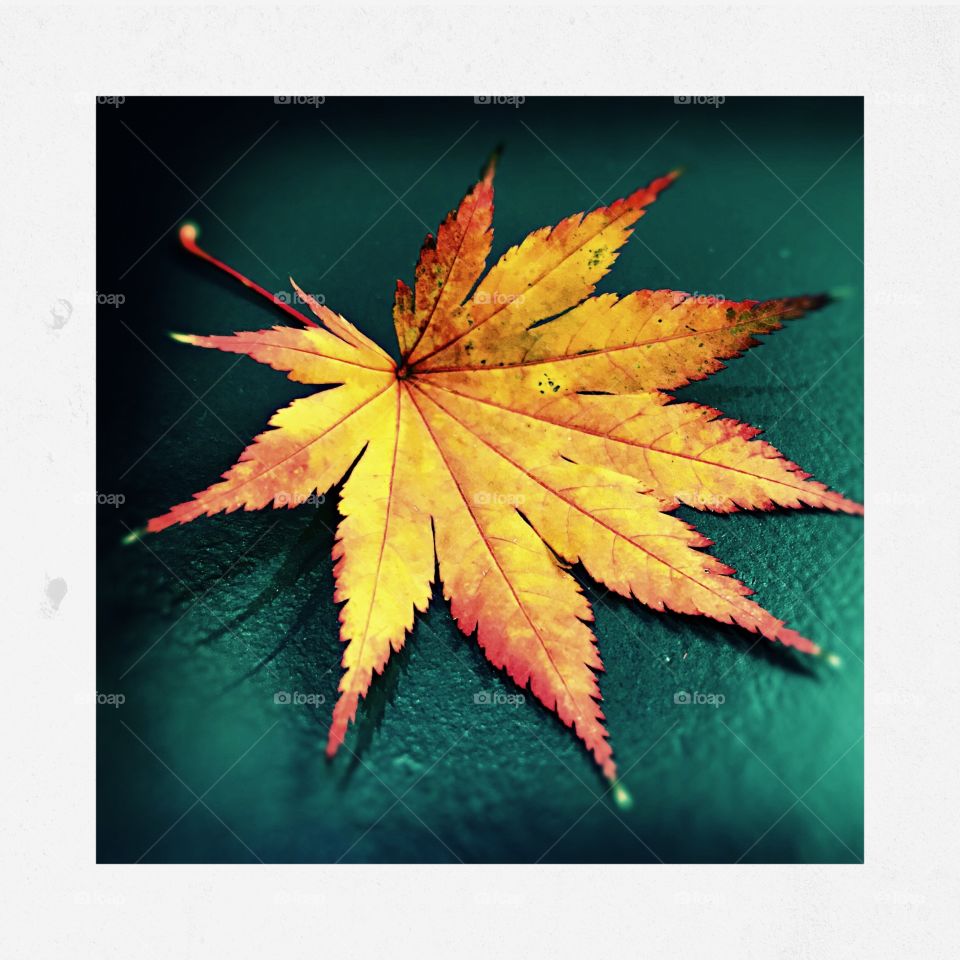 Autumnal maple leaf