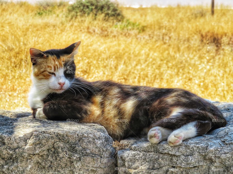 Greek cat Folegandros 