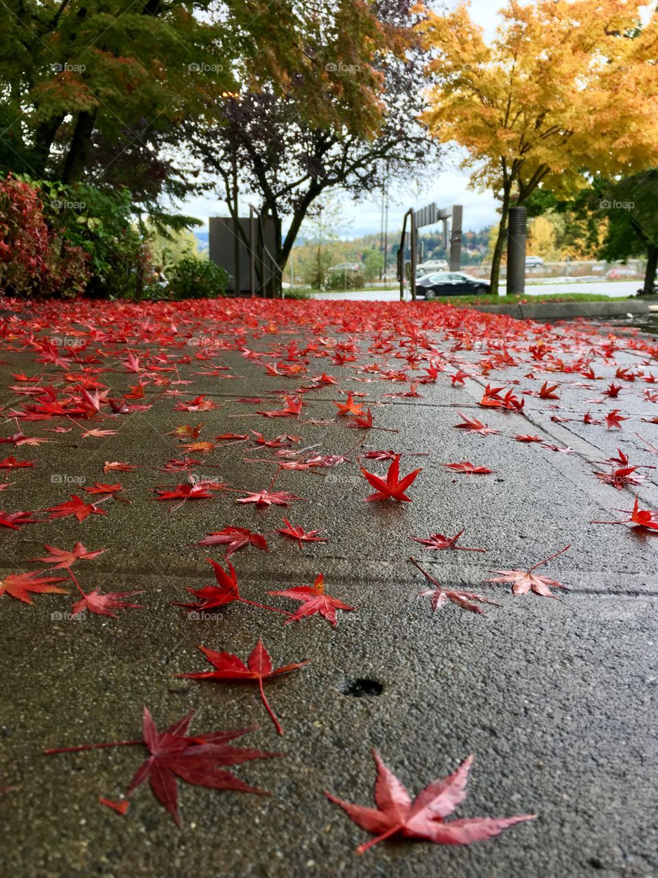 Red foliage 