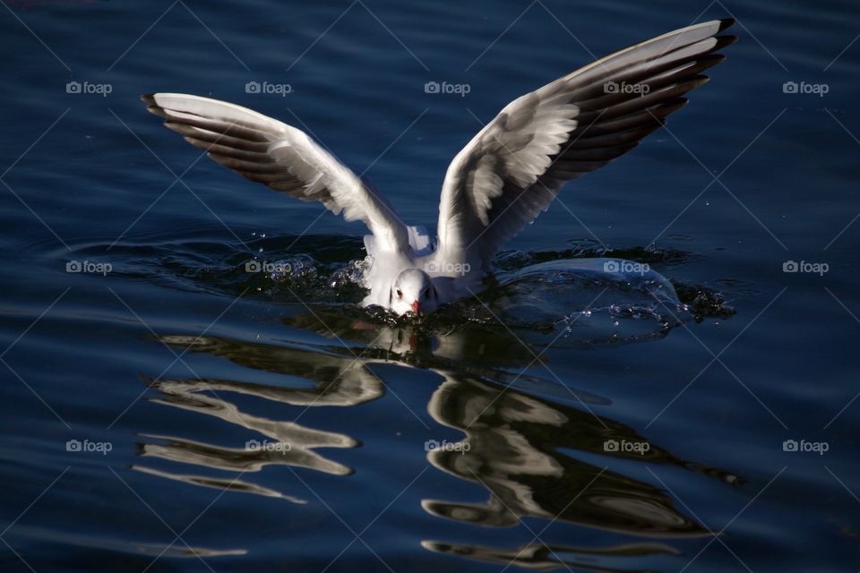 Bird reflecting on lake
