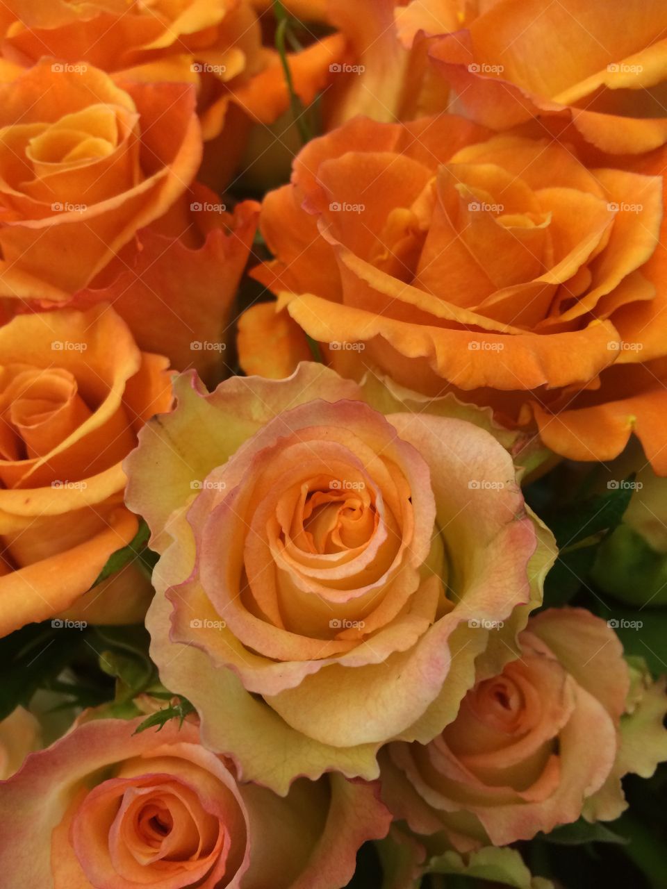 Peaches and cream roses 