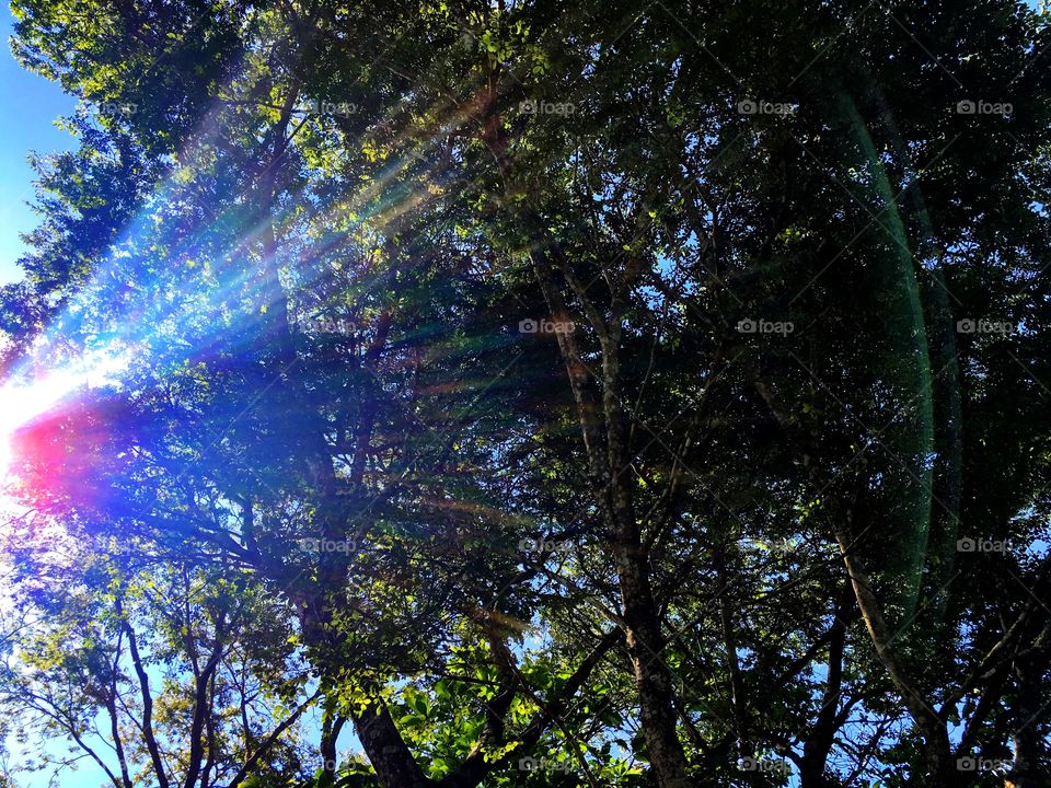 Low angle view of trees