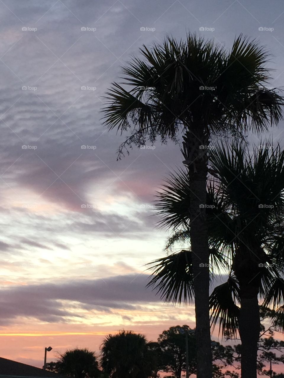 Palm trees at Sunrise