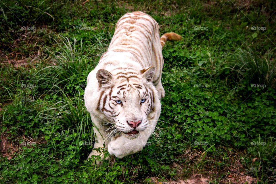 A close up portrait of a white tiger sneaking up on its prey ready to jump and attack.