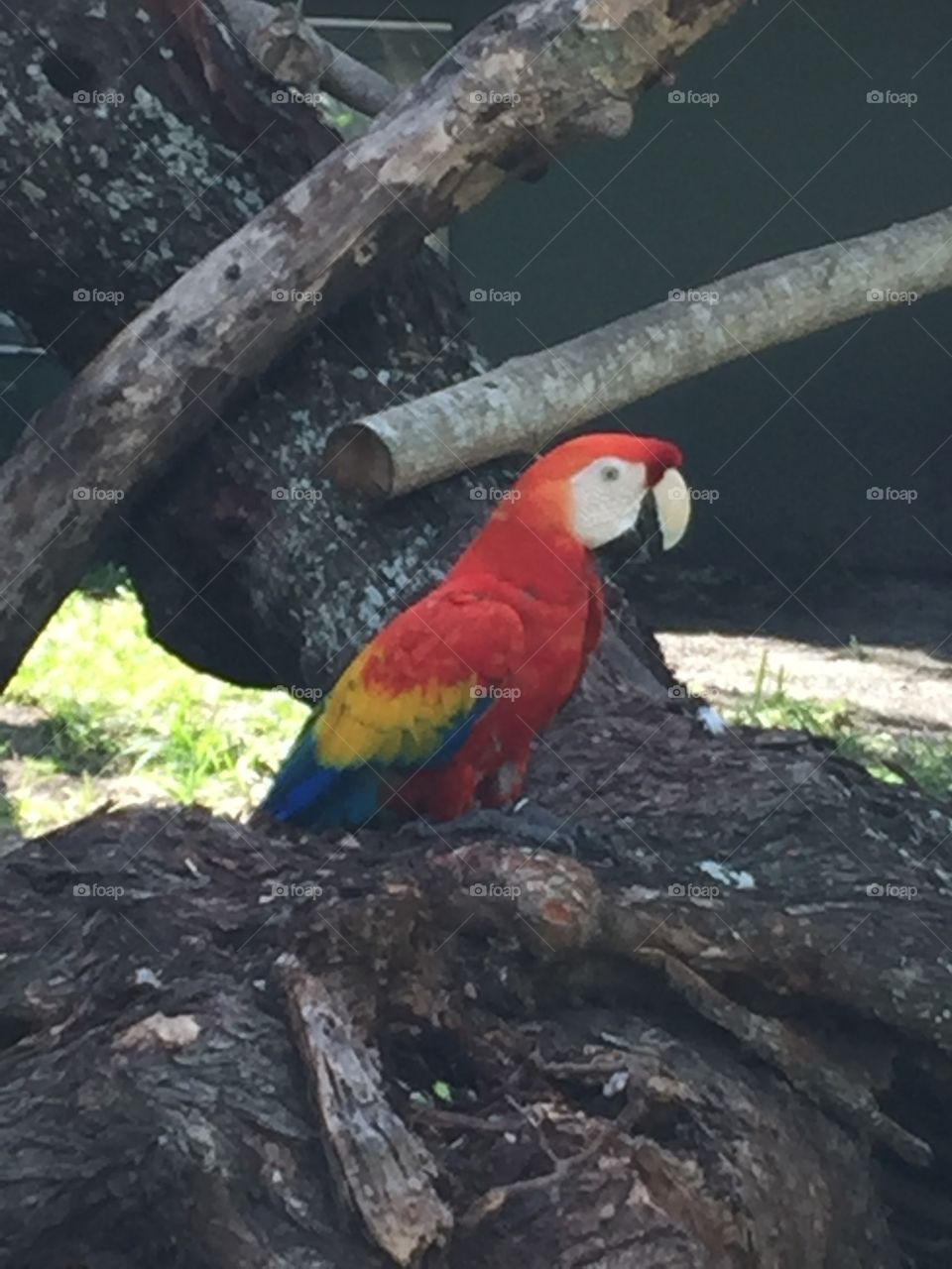 Parrot perched on his log