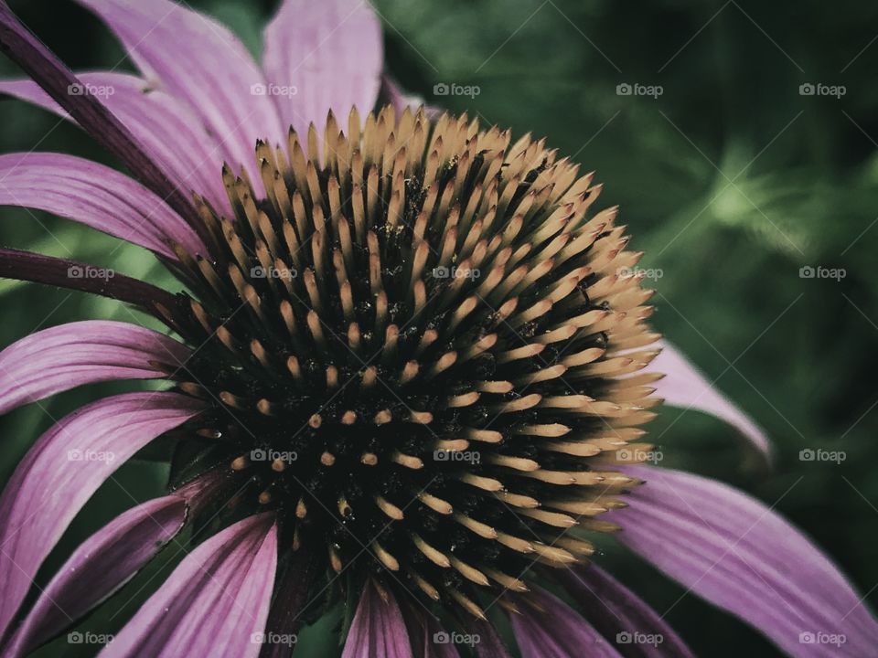 Echinacea 