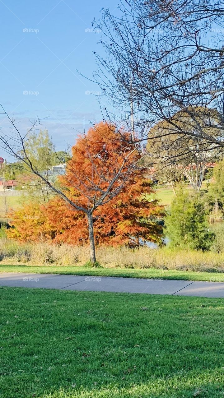  "Love the trees until their leaves fall off, then encourage them to try again next year." — Chad Sugg